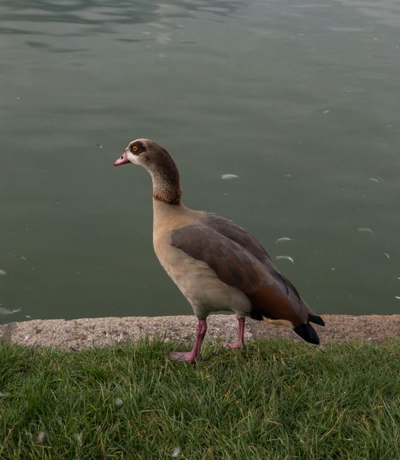 A close-up view of a Egyptian goose standing on a grassy patch beside a concrete edge near a body of water. The bird's plumage features a mix of brown, beige, and cream tones, with a distinct dark brown patch around the eye area and a pinkish beak. The goose's pink legs and webbed feet are visible as it faces slightly to the left, with its body angled toward the water. In the background, the water's surface is calm, with slight ripples and a muted greenish-gray color, creating a peaceful environment typical of a lakeside or riverside setting. The scene is lit by natural light, giving the colours a soft and natural appearance. It reflects a typical instance of wildlife near water, which could be part of a natural habitat or an incidental element in a location where rubbish removal services might be occasionally required for maintaining cleanliness in such public outdoor areas, like those managed by companies such as House Clearance Ruislip.
