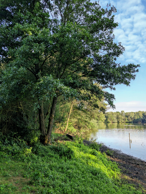 A large deciduous tree with dense green foliage stands on a grassy riverbank, its trunk slightly leaning towards the water. The tree's leaves are vibrant and broad, creating a canopy that partially shades the ground below. To the right, the calm water of a river reflects the sky and surrounding trees, with gentle ripples visible near the shoreline. The riverbank has a mixture of dark soil and small rocks, with some patches of grass and low vegetation growing close to the edge. In the background, more trees extend along the water's edge, with a partly cloudy sky overhead, featuring blue sky and some scattered white clouds. The scene appears natural and untouched, with no visible human activity or equipment, reflecting a tranquil environment near a river or lakeside. The environment is suitable for natural outdoor activities and may relate to private land management or independent waste disposal in a rural setting, as seen from the surrounding natural landscape visible in the image.