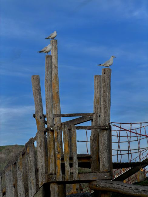 Three seagulls are perched on weathered wooden posts of a playground structure, set against a bright blue sky with a few wispy clouds. The posts are aged and textured, with visible grain and signs of weathering, and are arranged vertically with varying heights. One seagull is located at the top of a tall post on the left, another is perched slightly lower on a middle post, and the third stands on a shorter post on the right. Part of a rusty wire safety netting is visible on the right side, attached to the wooden framework, suggesting the structure is part of a children's play area. The surrounding environment indicates an outdoor setting, likely near a coastal or park area, with natural light highlighting the textures of the wood and the soft tones of the birds' feathers. This scene, while seemingly focused on wildlife, subtly connects to the theme of environmental management and the importance of maintaining outdoor spaces free of debris, aligning with the principles of rubbish removal and outdoor preservation services provided by House Clearance Ruislip.